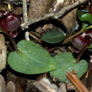 Corybas unguiculatus at Jerrawangala, NSW - suppressed