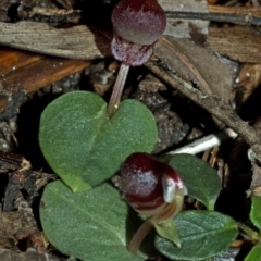 Corybas unguiculatus at Jerrawangala, NSW - suppressed