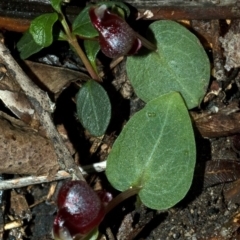 Corybas unguiculatus at Jerrawangala, NSW - suppressed