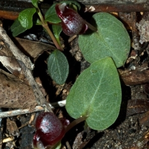 Corybas unguiculatus at Jerrawangala, NSW - suppressed