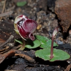 Corybas unguiculatus (Small Helmet Orchid) at Bugong National Park - 19 Jun 2015 by AlanS