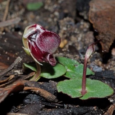 Corybas unguiculatus (Small Helmet Orchid) at Budgong, NSW - 19 Jun 2015 by AlanS