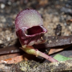 Corybas unguiculatus at Budgong, NSW - suppressed