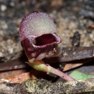 Corybas unguiculatus at Budgong, NSW - 20 Jun 2015