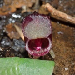 Corybas unguiculatus at Budgong, NSW - suppressed