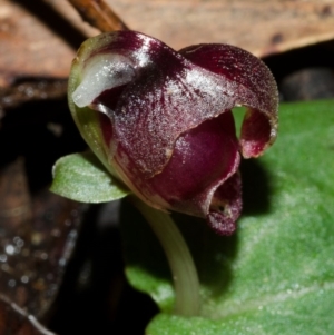 Corybas unguiculatus at Yerriyong, NSW - suppressed