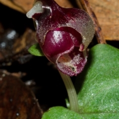 Corybas unguiculatus at Yerriyong, NSW - suppressed