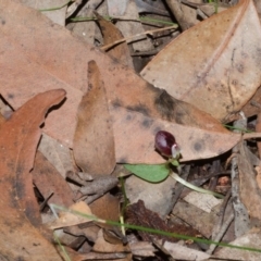 Corybas unguiculatus (Small Helmet Orchid) at Jerrawangala, NSW - 24 Jun 2015 by AlanS