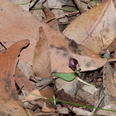 Corybas unguiculatus (Small Helmet Orchid) at Jerrawangala, NSW - 23 Jun 2015 by AlanS