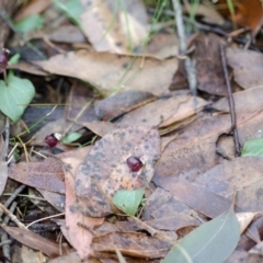 Corybas unguiculatus at Jerrawangala, NSW - 24 Jun 2015