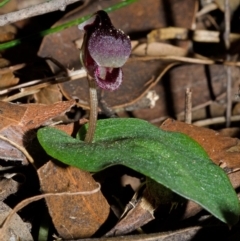Corybas unguiculatus (Small Helmet Orchid) at Jerrawangala, NSW - 27 Jun 2013 by AlanS