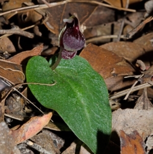 Corybas unguiculatus at Jerrawangala, NSW - 27 Jun 2013