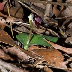 Corybas unguiculatus at Jerrawangala, NSW - 27 Jun 2013