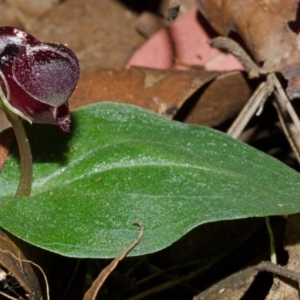 Corybas unguiculatus at Jerrawangala, NSW - 27 Jun 2013