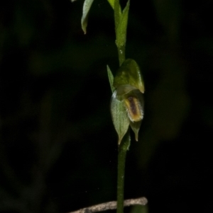 Pterostylis longifolia at Tianjara, NSW - suppressed