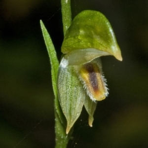 Pterostylis longifolia at Tianjara, NSW - suppressed