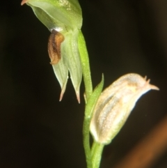 Pterostylis tunstallii (Granite Greenhood) at Bendalong, NSW - 21 Jul 2007 by AlanS