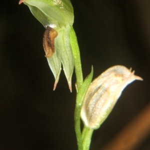 Pterostylis tunstallii at Bendalong, NSW - suppressed