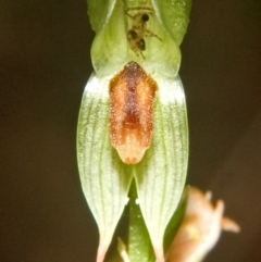 Pterostylis tunstallii at Bendalong, NSW - suppressed