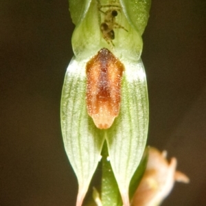 Pterostylis tunstallii at Bendalong, NSW - suppressed