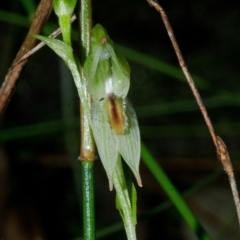 Pterostylis tunstallii (Granite Greenhood) at Jerrawangala, NSW - 22 May 2015 by AlanS