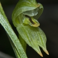Pterostylis longifolia (Tall Greenhood) at Twelve Mile Peg, NSW - 7 Apr 2011 by AlanS