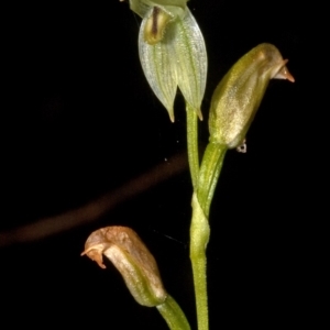 Pterostylis longifolia at Budgong, NSW - 11 Sep 2011