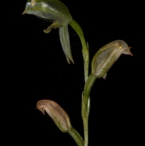 Pterostylis longifolia at Budgong, NSW - 11 Sep 2011