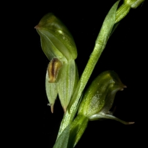 Pterostylis longifolia at Comberton, NSW - suppressed