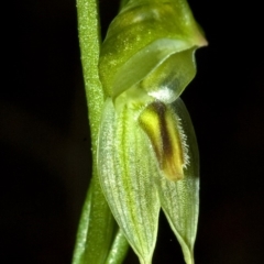 Pterostylis longifolia at Comberton, NSW - suppressed