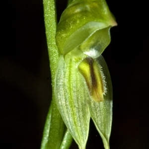 Pterostylis longifolia at Comberton, NSW - suppressed