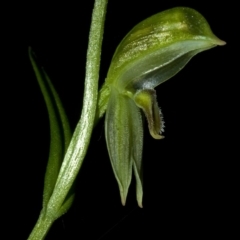 Pterostylis longifolia at Comberton, NSW - suppressed