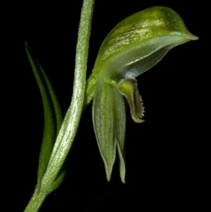 Pterostylis longifolia at Comberton, NSW - suppressed