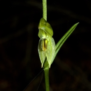 Pterostylis longifolia at Comberton, NSW - suppressed