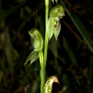 Pterostylis longifolia at Comberton, NSW - 26 Jun 2009