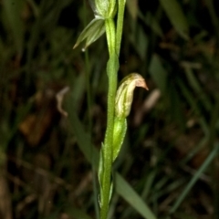 Pterostylis longifolia at Comberton, NSW - 26 Jun 2009