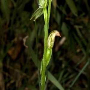 Pterostylis longifolia at Comberton, NSW - 26 Jun 2009