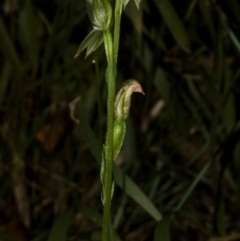 Pterostylis longifolia at Comberton, NSW - 26 Jun 2009