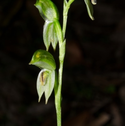 Pterostylis longifolia (Tall Greenhood) at Kangaroo Valley, NSW - 31 Jul 2013 by AlanS