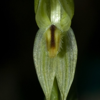 Pterostylis longifolia (Tall Greenhood) at Bugong National Park - 28 Apr 2009 by AlanS