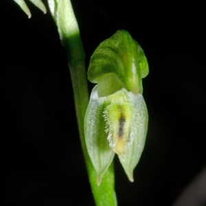 Pterostylis longifolia at Jerrawangala, NSW - 23 May 2015