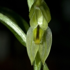 Pterostylis longifolia (Tall Greenhood) at Yerriyong, NSW - 29 Apr 2009 by AlanS