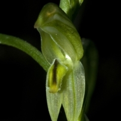 Pterostylis longifolia at Yerriyong, NSW - 29 Apr 2009