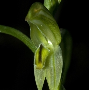 Pterostylis longifolia at Yerriyong, NSW - suppressed