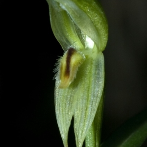 Pterostylis longifolia at Budgong, NSW - 29 Apr 2009