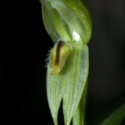 Pterostylis longifolia (Tall Greenhood) at Budgong, NSW - 28 Apr 2009 by AlanS