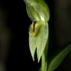 Pterostylis longifolia at Budgong, NSW - suppressed