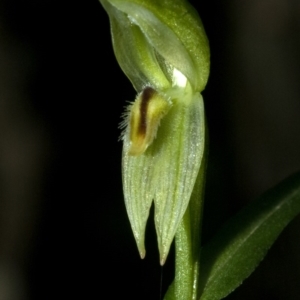 Pterostylis longifolia at Budgong, NSW - 29 Apr 2009