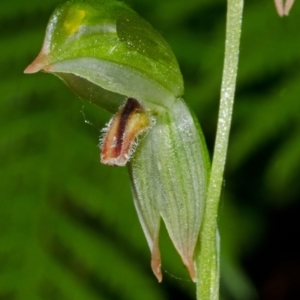 Pterostylis longifolia at Red Rocks, NSW - suppressed