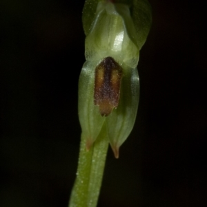 Pterostylis tunstallii at Termeil, NSW - 7 Jul 2009